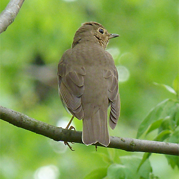 Swainson's Thrush