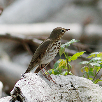 Swainson's Thrush