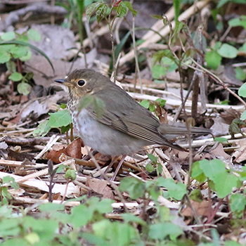 Swainson's Thrush