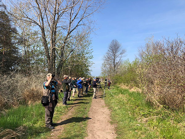 Birding at Tawas Point