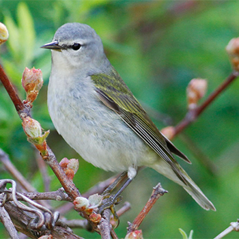 Tennessee Warbler