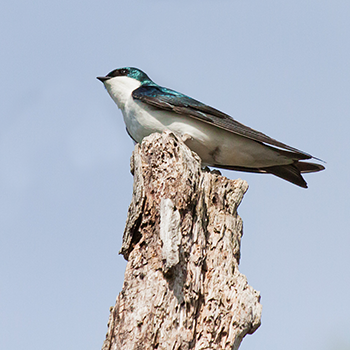 Tree Swallow