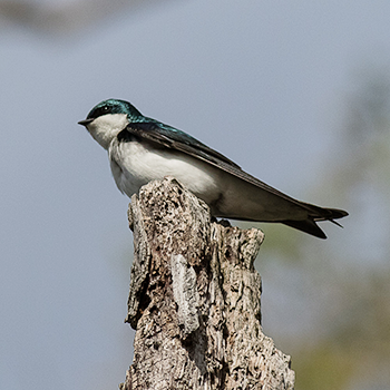 Tree Swallow