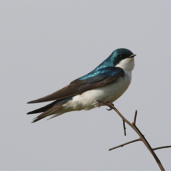Tree Swallow