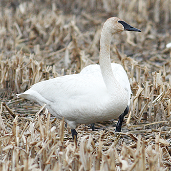Trumpeter Swan