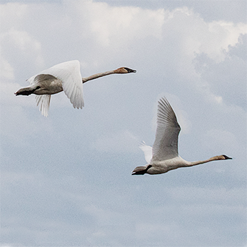 Trumpeter Swans