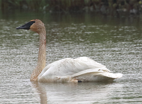 Trumpeter Swan