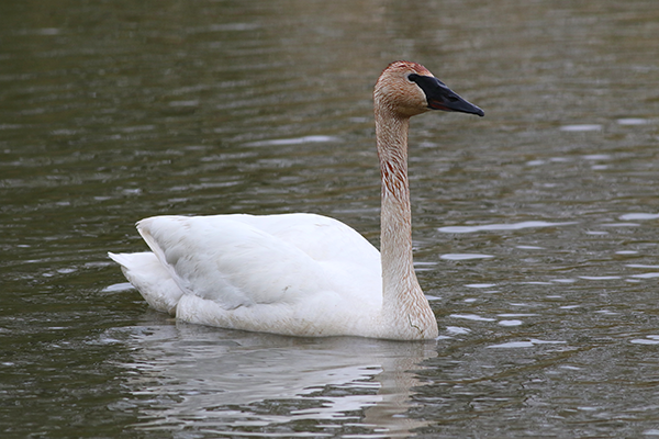 Trumpeter Swan