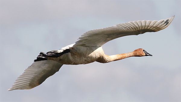 Trumpeter Swan
