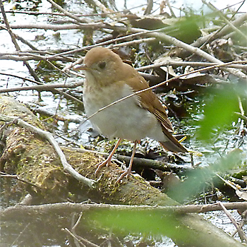 Veery