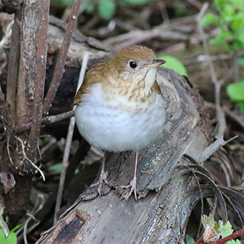 Veery