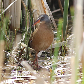 Virginia Rail