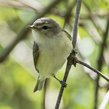 Warbling Vireo