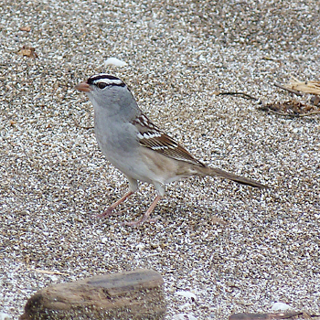 White-crowned Sparrow