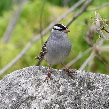 White-crowned Sparrow