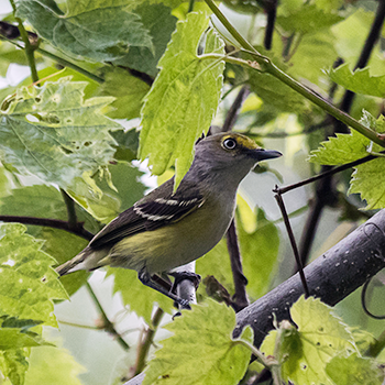 White-eyed Vireo