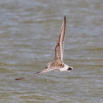 White-rumped Sandpiper