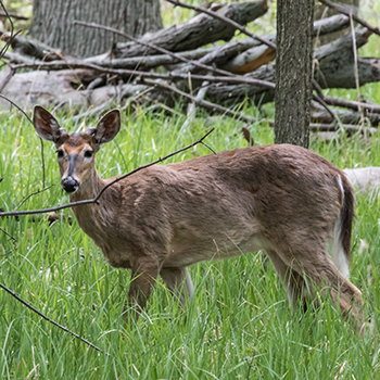 White-tailed Deer