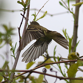 Willow Flycatcher