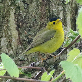 Wilson's Warbler
