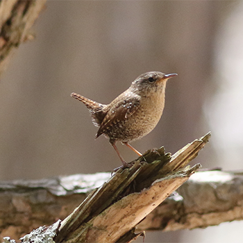 Winter Wren