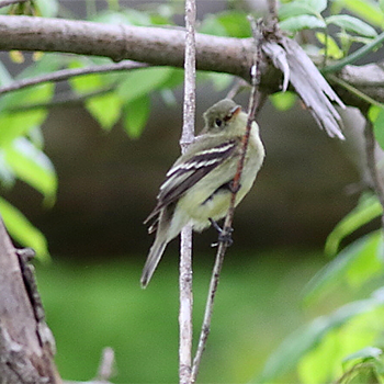 Yellow-bellied Flycatcher
