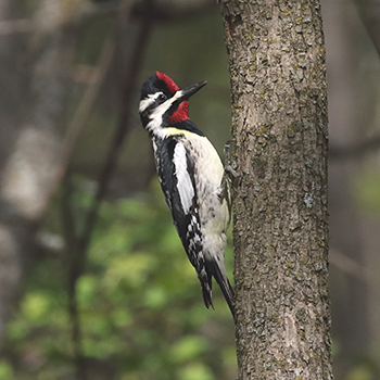 Yellow-bellied Sapsucker (male)