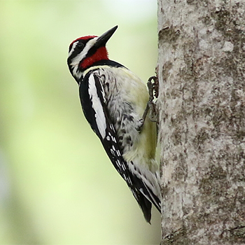 Yellow-bellied Sapsucker
