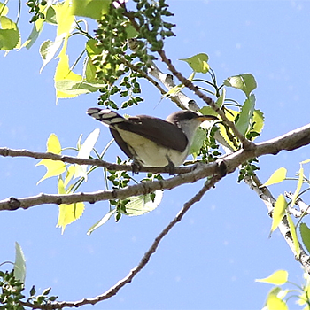 Yellow-billed Cuckoo