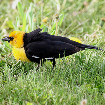 Yellow-headed Blackbird