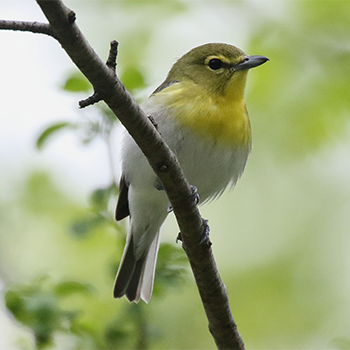 Yellow-throated Vireo