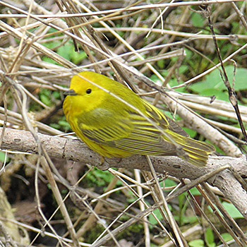 Yellow Warbler