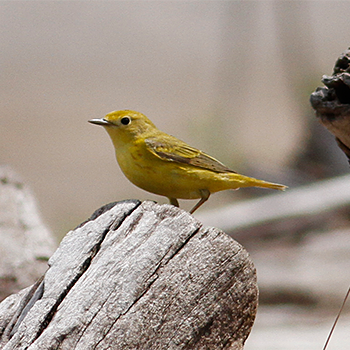 Yellow Warbler
