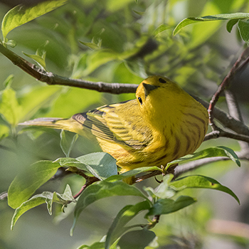 Yellow Warbler