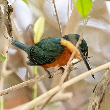 American Pygmy Kingfisher