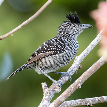 Barred Antshrike