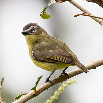 Brown-capped Tyrannulet