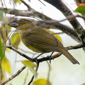 Carmiol's Tanager