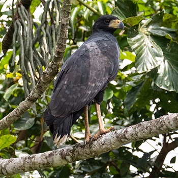 Great Black Hawk