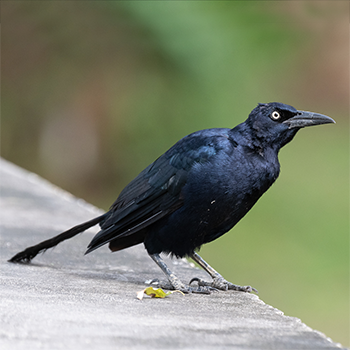 Great-tailed Grackle