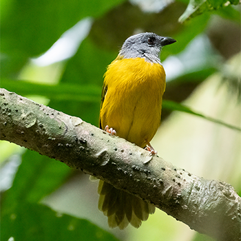 Grey-headed Tanager