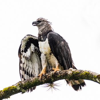 Harpy Eagle