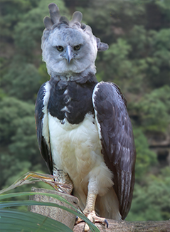 Harpy Eagle