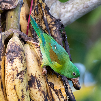 Orange-cheeked Parakeet