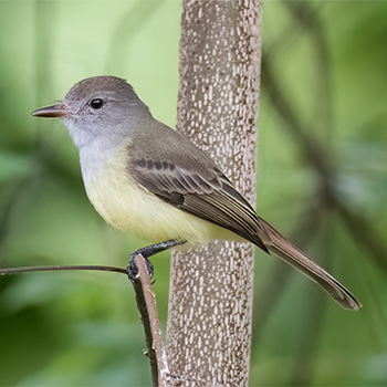 Panama Flycatcher