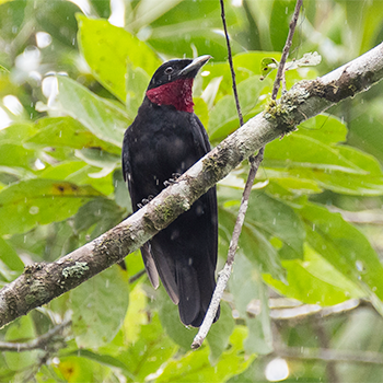 Purple-throated Fruitcrow