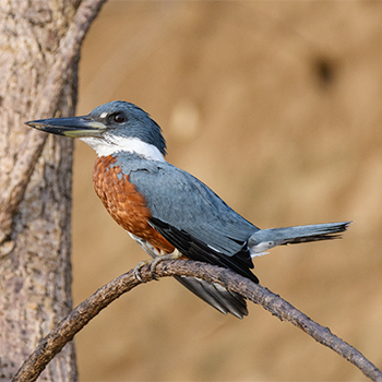 Ringed Kingfisher