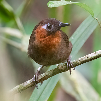 Song Wren