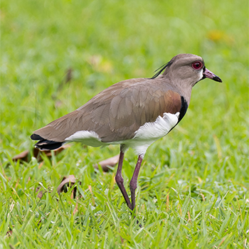 Southern Lapwing