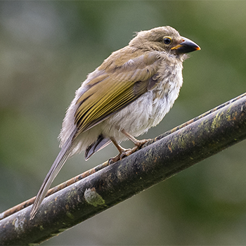 Streaked Saltator